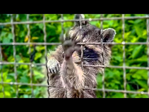 Видео: Если вы кормите енотиков, то увидя эту ПОДНЯТУЮ  ЛАПКУ, обязательно угостите   эту СЛЕПУЮ ДЕВОЧКУ!