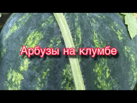 Видео: Выростил большие арбузы прямо на клумбе, во дворе.