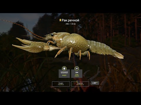 Видео: Russian Fishing 4 Клёвые места. Трофейный Рак речной. 🦀)). Вьюнок. РР4