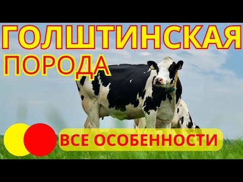 Видео: она ставит рекорды | голштинская порода коров