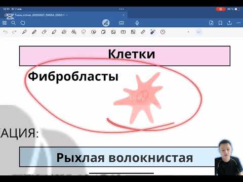 Видео: 4. Соединительная ткань