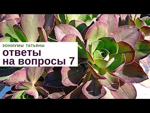 Видео: Эониумы Татьяны Ответы на вопросы 7