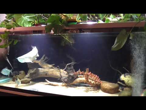 Видео: Милеусы (содержание)