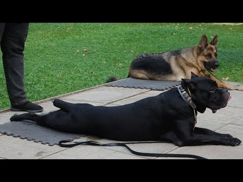 Видео: ДТ - 428. Уникальный урок: тягач, боец, охранник. Мужской подход.