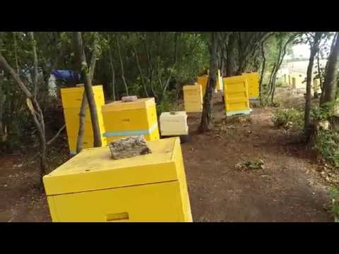 Видео: Улья ППУ