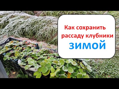 Видео: Как сохранить рассаду клубники зимой