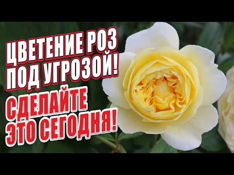 Видео: ЦВЕТЕНИЕ РОЗ ПОД УГРОЗОЙ! СДЕЛАЙТЕ ЭТО СЕГОДНЯ!