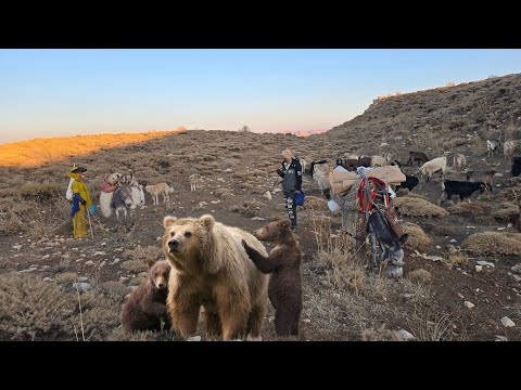 Видео: 🐑🔥 Настоящая жизнь кочевников: опасная миграция и встречи с медвежатами 🐻⛰️