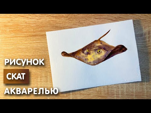 Видео: Как нарисовать ската карандашом и акварелью начинающим | Рисунок для детей
