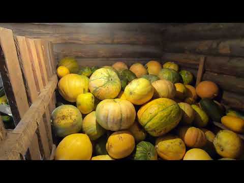 Видео: Бабье лето, работы на огороде