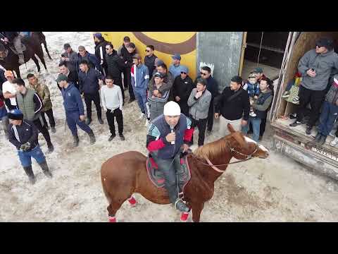 Видео: Шиелі ауданы Кадировтар әулетінің той кокпары 29,03,2025ж