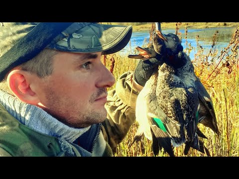Видео: ОХОТА КАК В ТИРЕ!!! Нашёл Много УТКИ. Утрянка, с Подхода и Вечёрка!