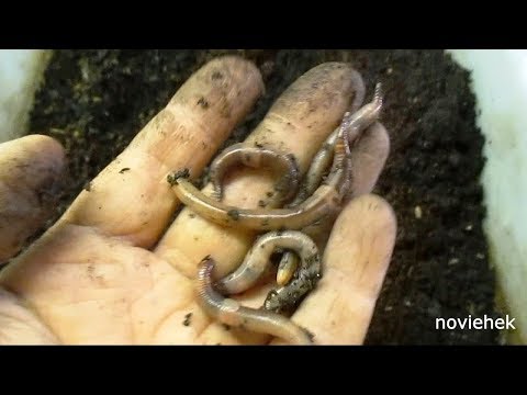 Видео: Разведение червя.  Маточник.  Маточный червь .