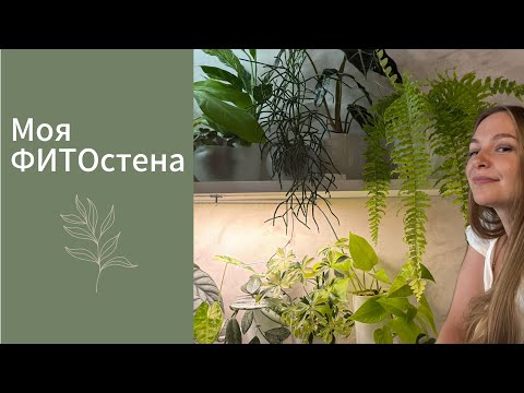 Видео: ПЕРЕСАДКА РАСТЕНИЙ || УХОД ЗА ФИТОСТЕНОЙ 