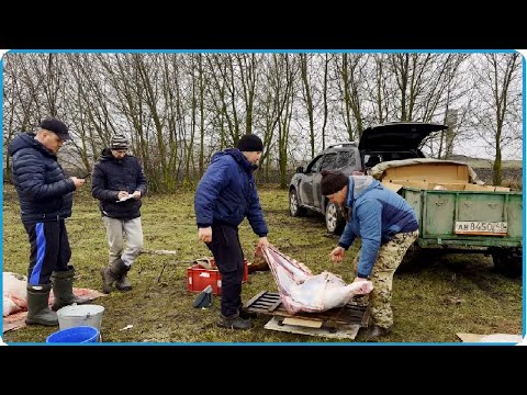 Видео: 600 кг мяса за год откорма на двоих, сдали быков перекупам, деревенская жизнь