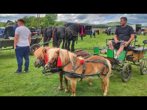 Видео: ПОЇЗДКА ДО РУМУНІЇ/ВИСТАВКА БАЗАР КОНЕЙ/КІННИЙ БАЗАР.