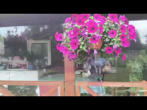 Видео: ОБЗОР ХУТОРА    В ЛИТВЕ  ОТ БАБЫ  ГАЛИ