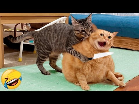 Видео: Смешные животные заставят вас смеяться до слез 😂