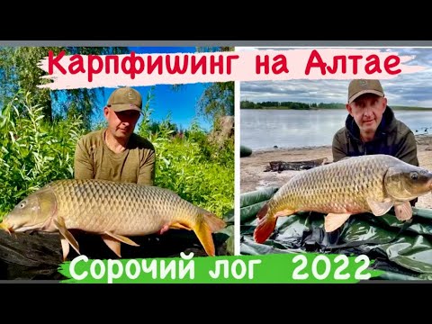 Видео: Карпфишинг на Алтае «Сорочий лог» 2022