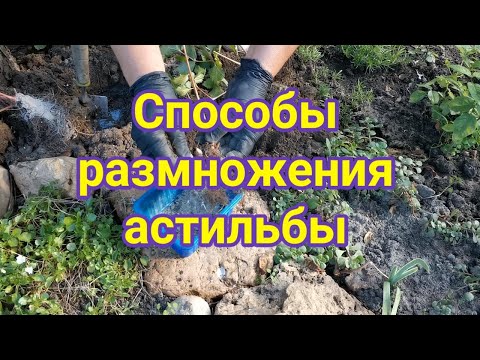 Видео: Способы размножения астильбы
