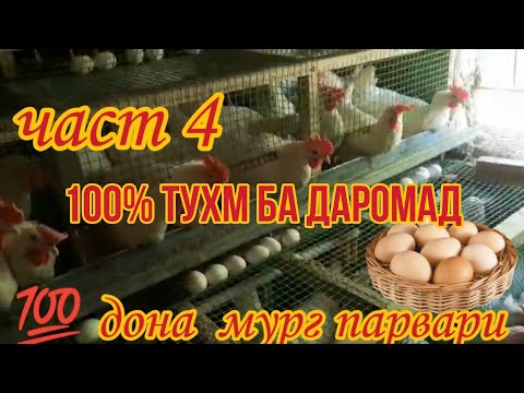 Видео: 100  Дона Мург  Части  4 
100% Тухм Даромад