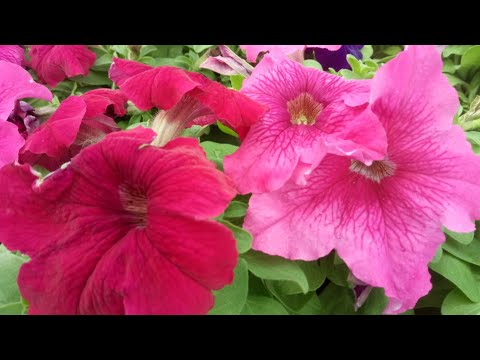 Видео: Какие минусы у петунии Лимбо