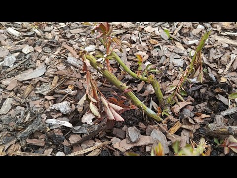 Видео: РОЗЫ. 5 мая 2025. Последствия...