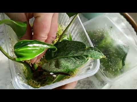 Видео: ОМОЛОЖЕНИЕ АНТУРИУМА. Укоренение черенков.