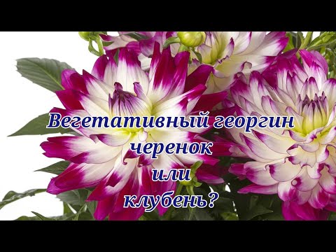 Видео: Вегетативные георгины. Убираю на зимнее хранение.Как буду сохранять зимой.
