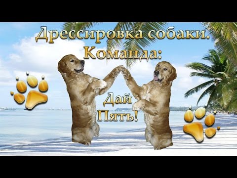 Видео: Дрессировка собаки. Трюк: Дай пять