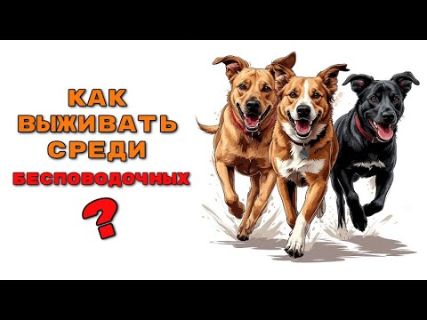 Видео: Воскресный стрим. О наболевших стаях и бесповодочных собаках