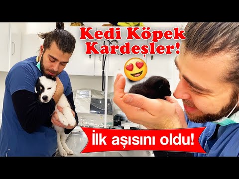 Видео: Собаки и кошки братьев и сестер! Как успокоить щенка? #TheVet