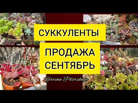 Видео: Суккуленты. Продажа.Сентябрь.