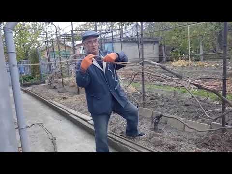 Видео: Укрывание назиму старых кустов винограда для выращивания на беседке