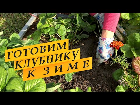 Видео: Как подготовить клубнику к зиме.