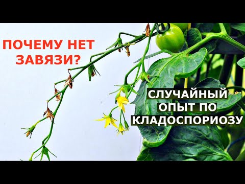 Видео: Почему ОПАДАЮТ ЦВЕТЫ на помидорах? А также томат, устойчивый КЛАДОСПОРИОЗУ.