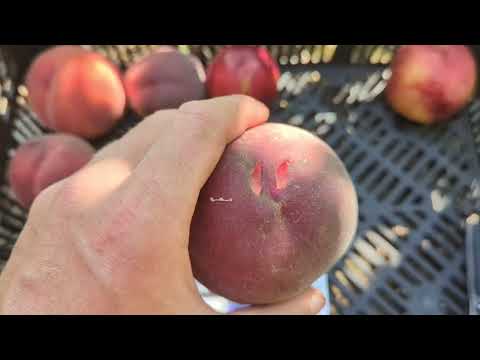 Видео: Сільвер мун, Роял Естет, Вайт леді, Симфонія, Тендресс, Морсіані