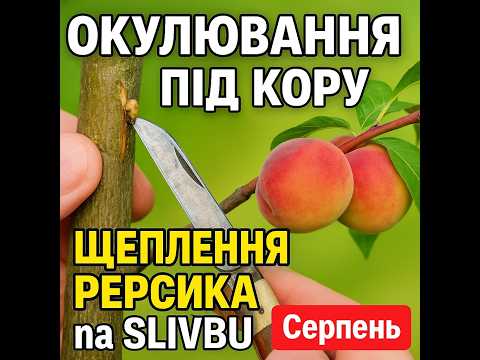 Видео: 🔥 ЩЕПЛЕННЯ ПЕРСИКА на СЛИВУ в СЕРПНІ! 100% Метод, Який ПРИЖИВАЄТЬСЯ - Окулювання під Кору, Спляча