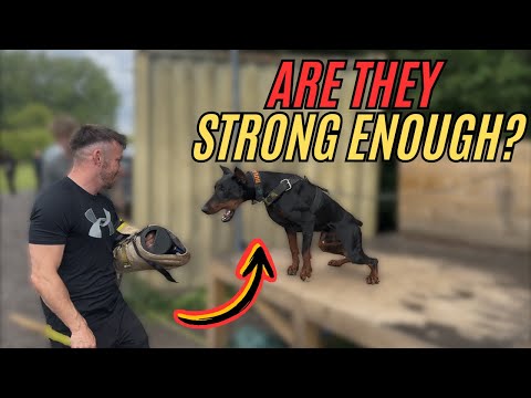 Видео: Насколько силен укус добермана на самом деле?