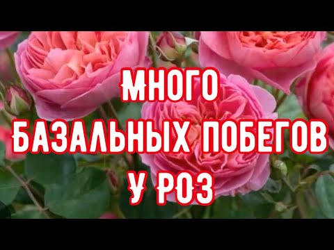 Видео: БАЗАЛЬНЫЕ ПОБЕГИ РОЗ. У МОИХ РОЗ ОЧЕНЬ МНОГО БАЗАЛЬНЫХ ПОБЕГОВ. ПОДПИШИСЬ ВСЁ БУДЕШЬ ЗНАТЬ