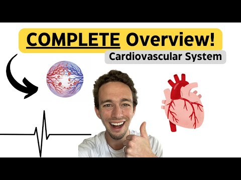 Видео: Сердечно-сосудистая система: всесторонний обзор!