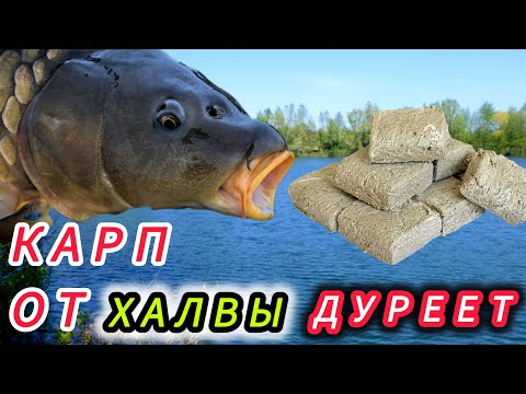 Видео: Халва для Карпа в летнее время! НАСАДКА из халвы для КАРПА ,КАРАСЯ И ПЛОТВЫ!!!