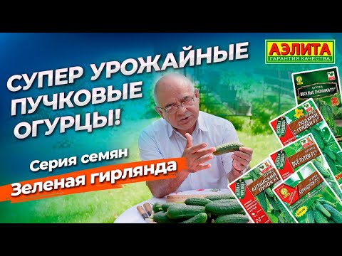 Видео: СУПЕР УРОЖАЙНЫЕ ПУЧКОВЫЕ ОГУРЦЫ НАШЕЙ СЕЛЕКЦИИ! Серия ЗЕЛЕНАЯ ГИРЛЯНДА.
