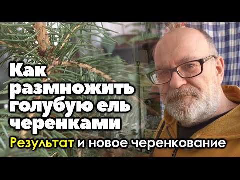 Видео: Размножение голубой ели черенками. Результат зимнего и новое, весеннее черенкование голубой ели.