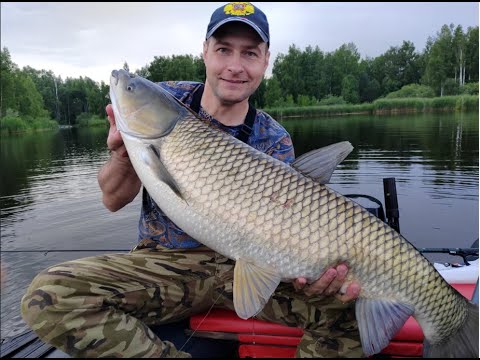 Видео: Ловля трофейного белого амура на поплавочную удочку на Десногорском водохранилище с лодки. часть№1