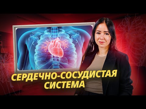 Видео: Все о сердечно-сосудистой системе для ЕГЭ