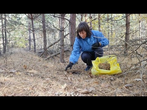 Видео: НАГРЕБЛА СОСНОВОГО ОПАДУ ТА ПОБіЛЬШЕ...