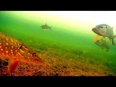 Видео: Поставил ЖЕРЛИЦЫ на Щуку и Опустил КАМЕРЫ под ЛЁД а там КУЧА ЩУКИ. Зимняя рыбалка на жерлицы