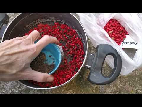 Видео: Барбарис Тунберга из семян - 3 способа. Результат эксперимента 👌