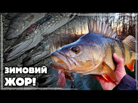 Видео: 🔥🔥🔥ТОП ПРИМАНКА на ЗИМОВУ ЩУКУ і КРУПНОГО ОКУНЯ!📣📣📣 ФАНТАСТИЧНИЙ ЖОР серед ЗИМИ! 😱❄️😱
